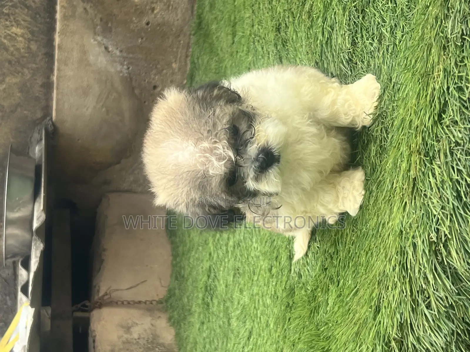1-3 months Male Purebred Lhasa Apso