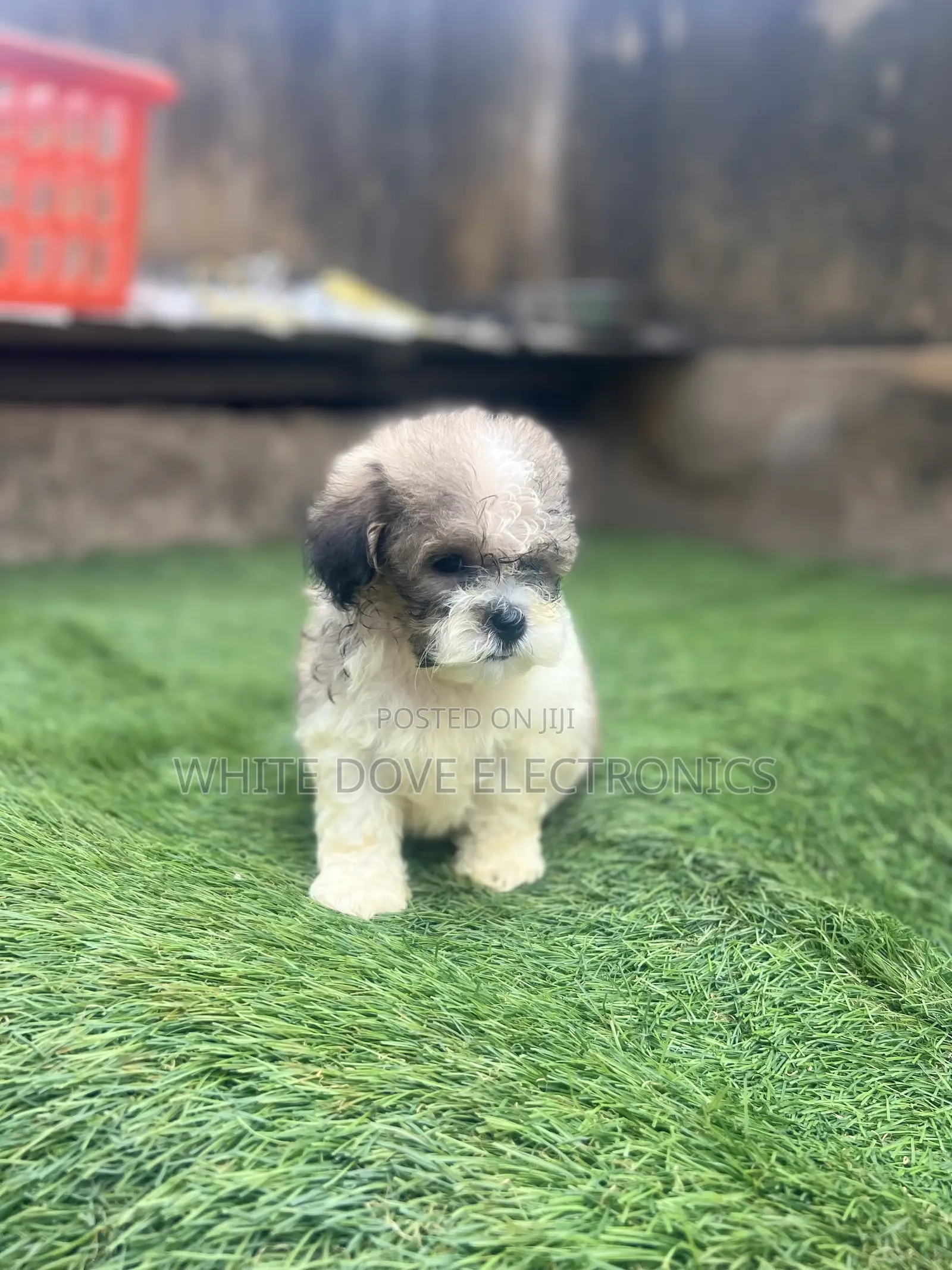1-3 months Male Purebred Lhasa Apso