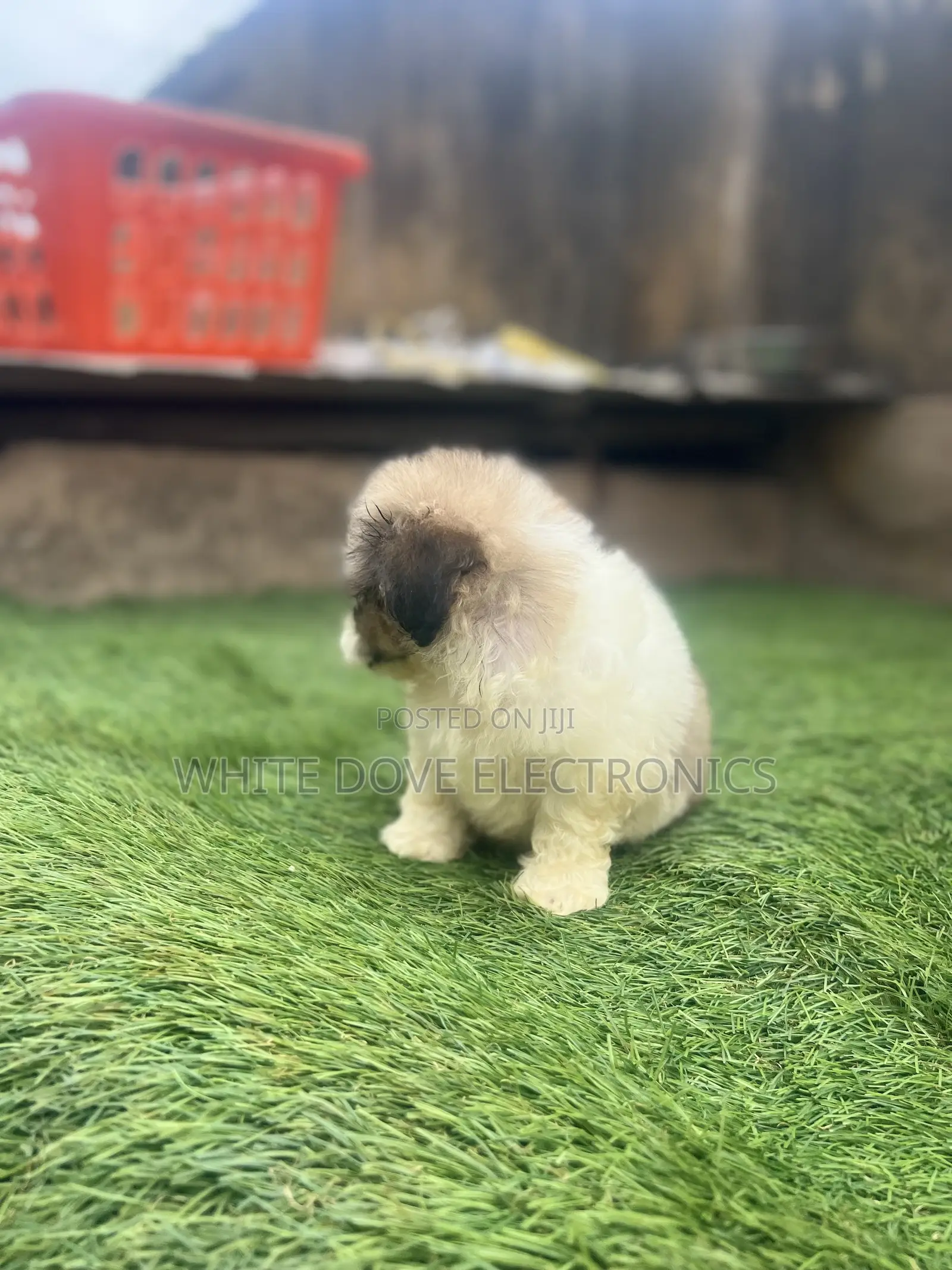 1-3 months Male Purebred Lhasa Apso