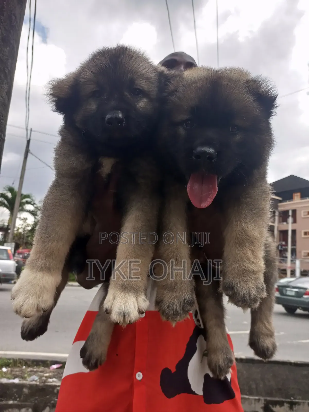 1-3 months Female Purebred Caucasian Shepherd