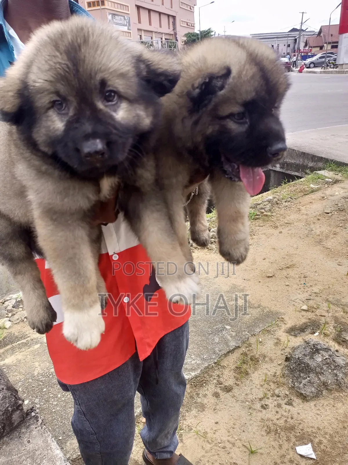 1-3 months Female Purebred Caucasian Shepherd