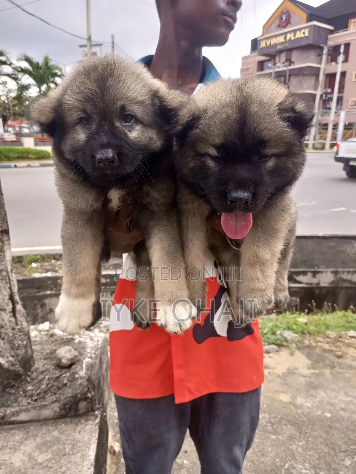 1-3 months Female Purebred Caucasian Shepherd