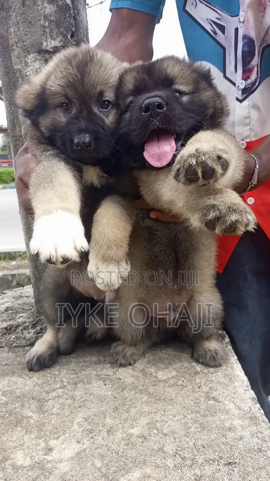 1-3 months Female Purebred Caucasian Shepherd