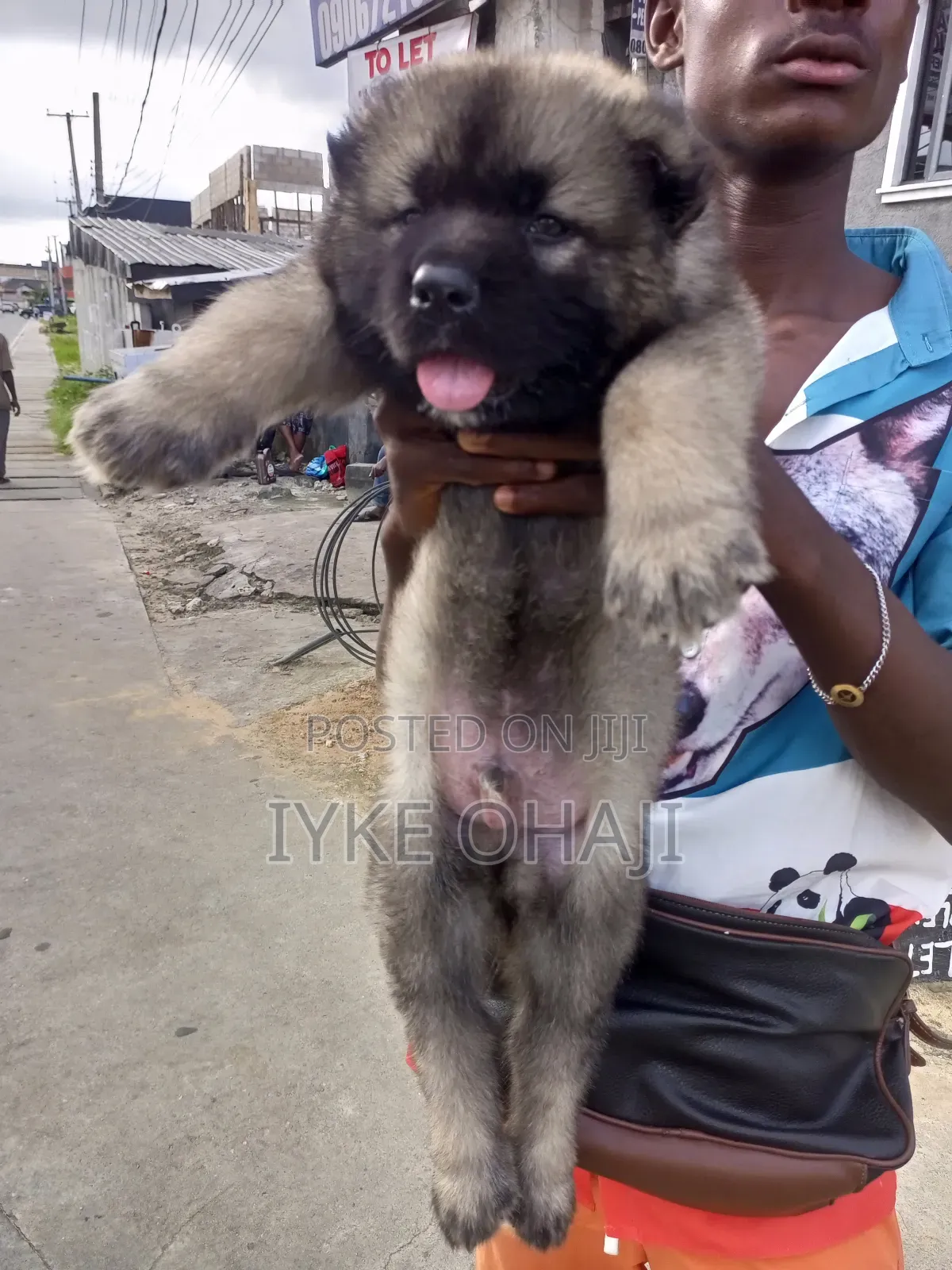 1-3 months Female Purebred Caucasian Shepherd