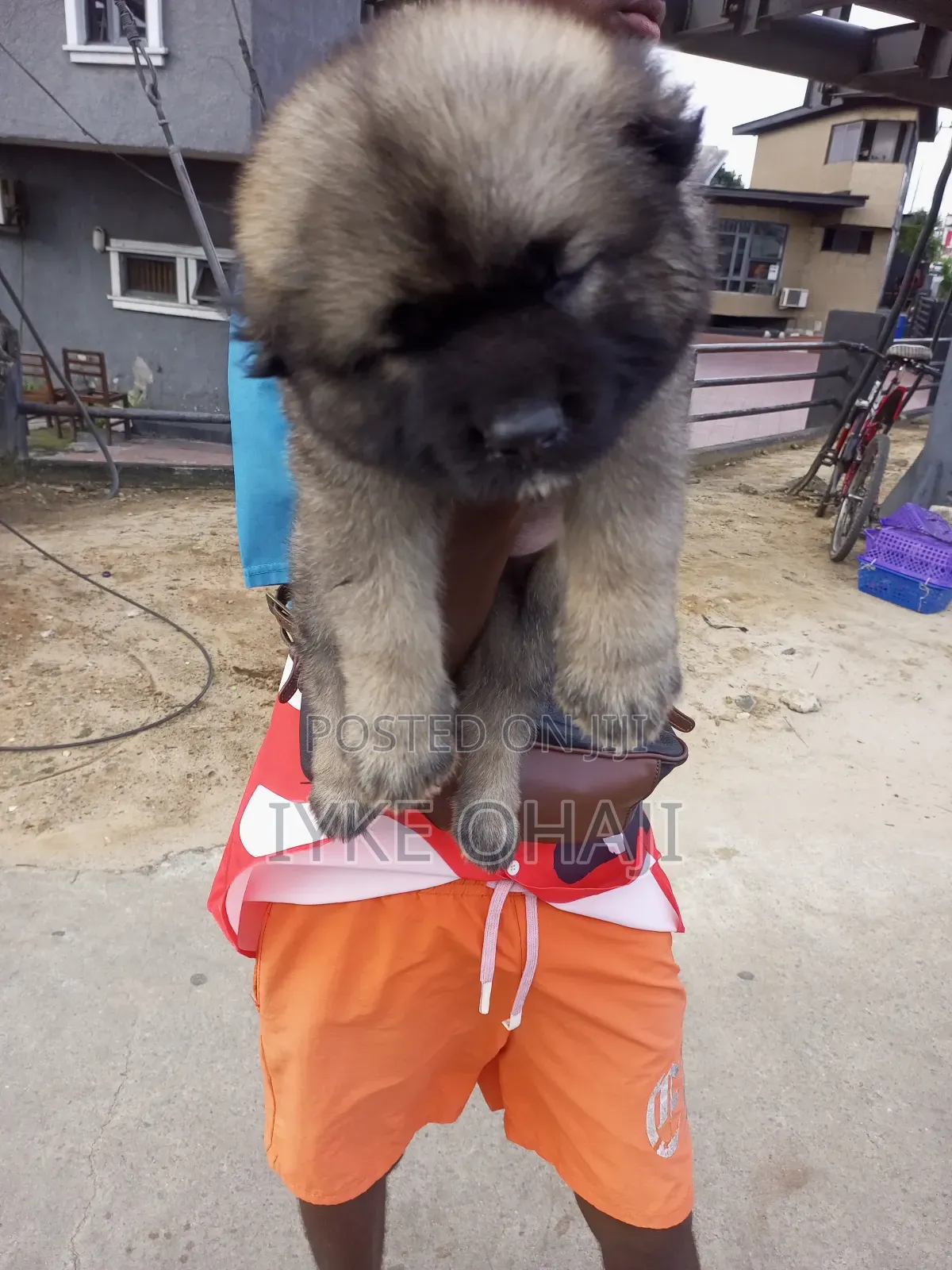 1-3 months Female Purebred Caucasian Shepherd