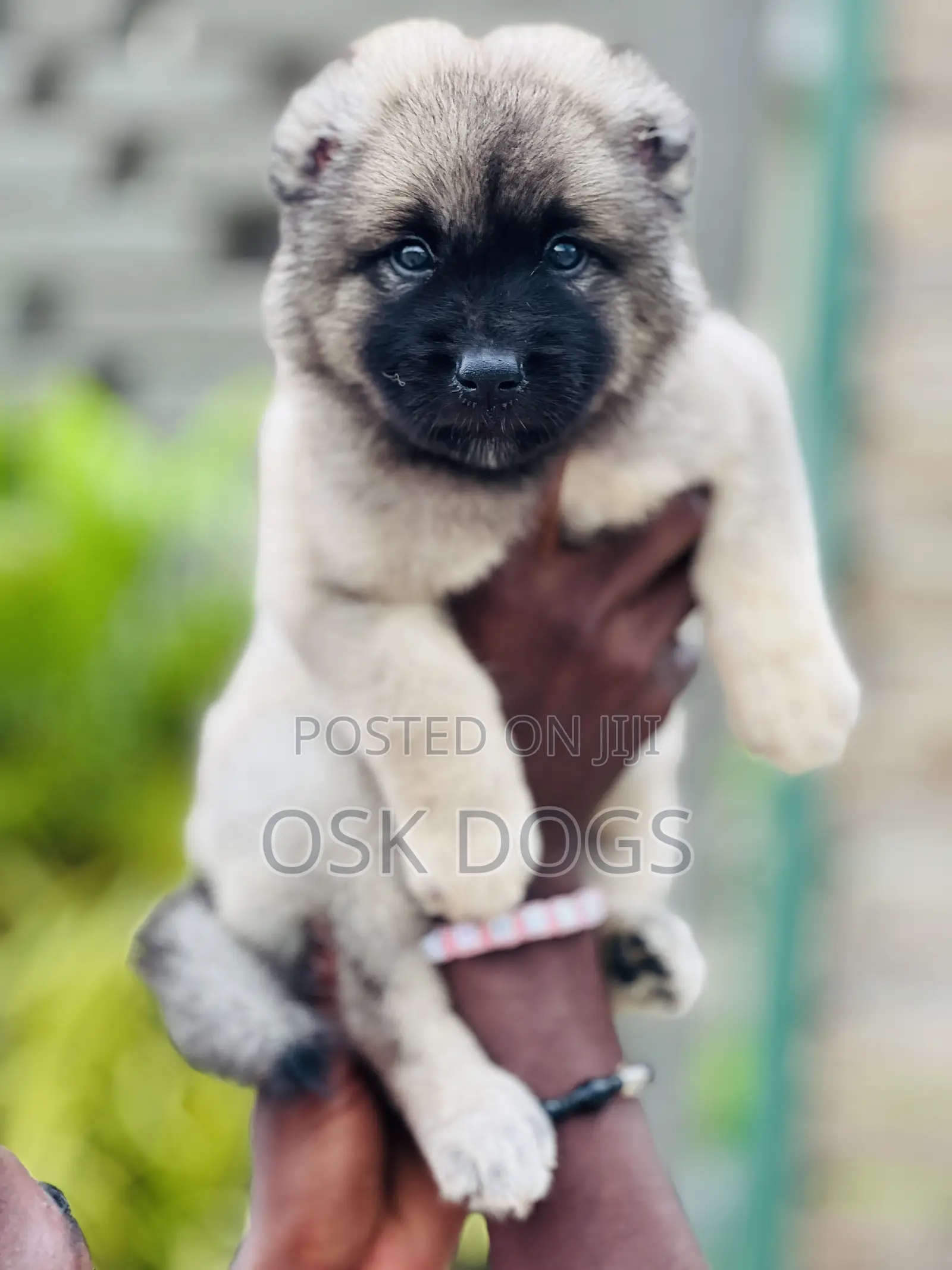 1-3 months Male Purebred Caucasian Shepherd