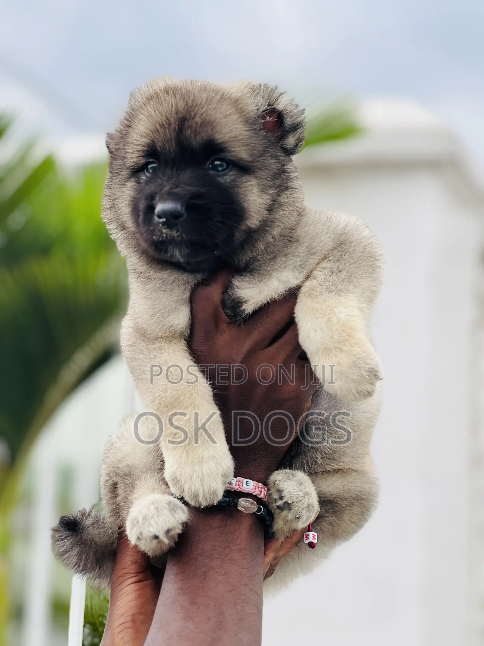1-3 months Male Purebred Caucasian Shepherd