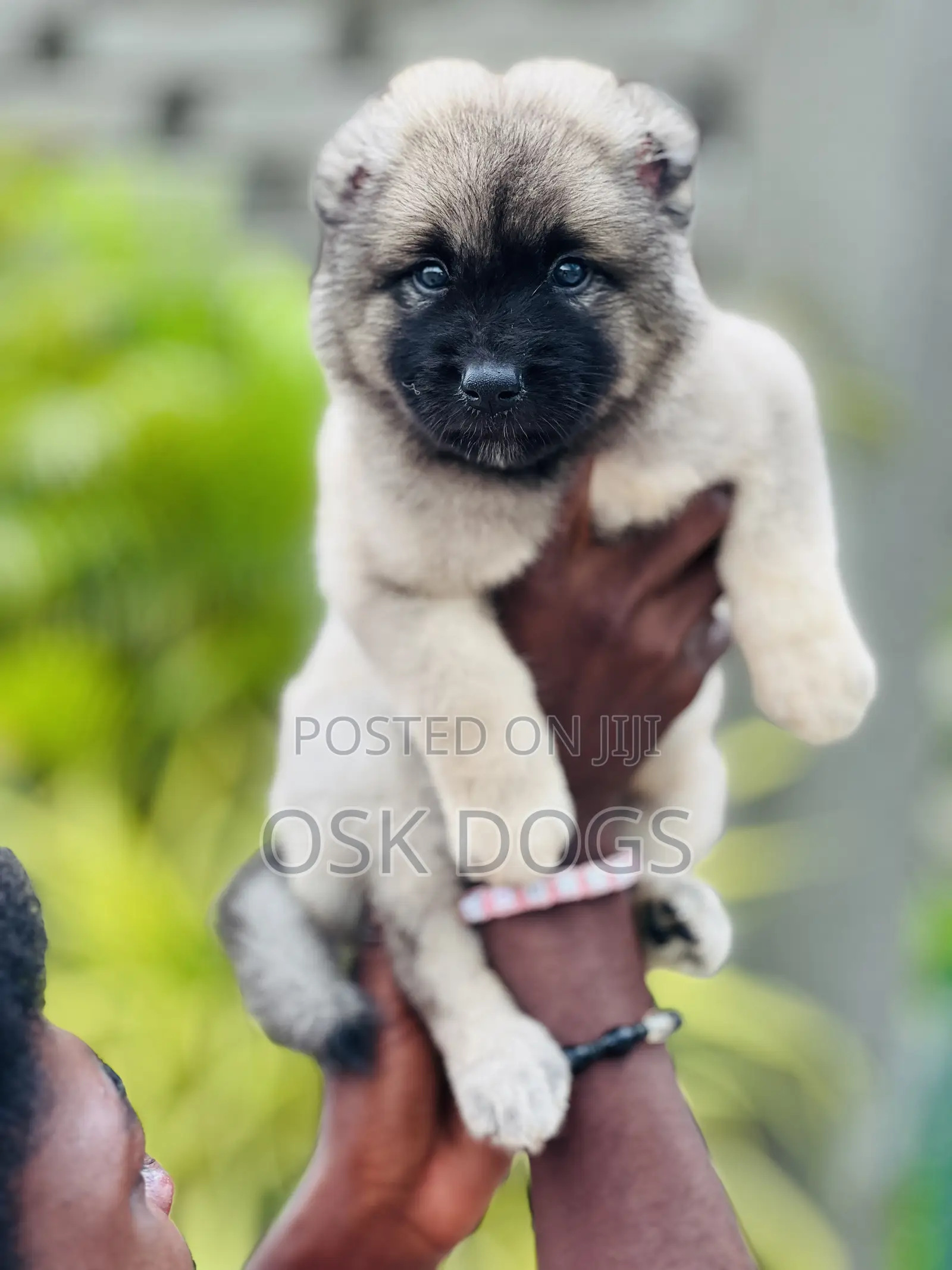 1-3 months Female Purebred Caucasian Shepherd