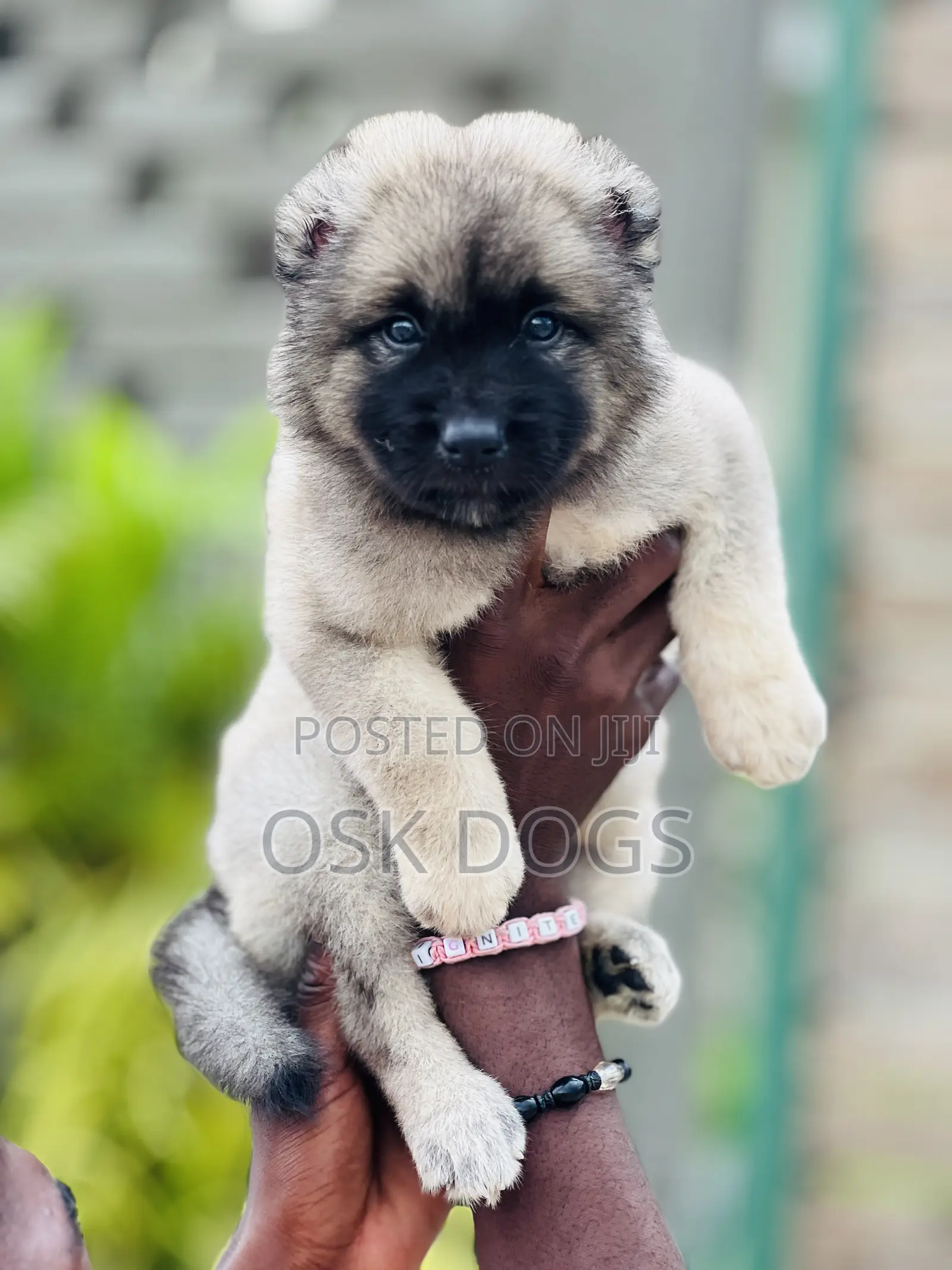 1-3 months Female Purebred Caucasian Shepherd