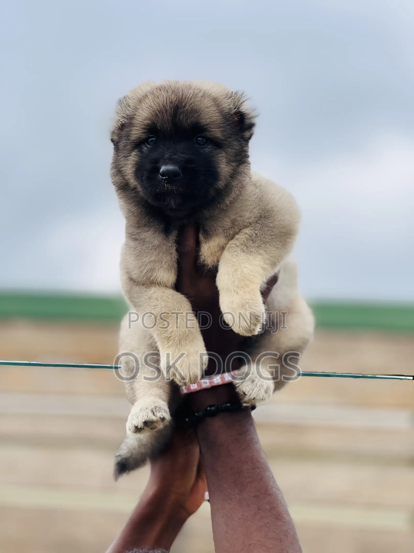 1-3 months Female Purebred Caucasian Shepherd