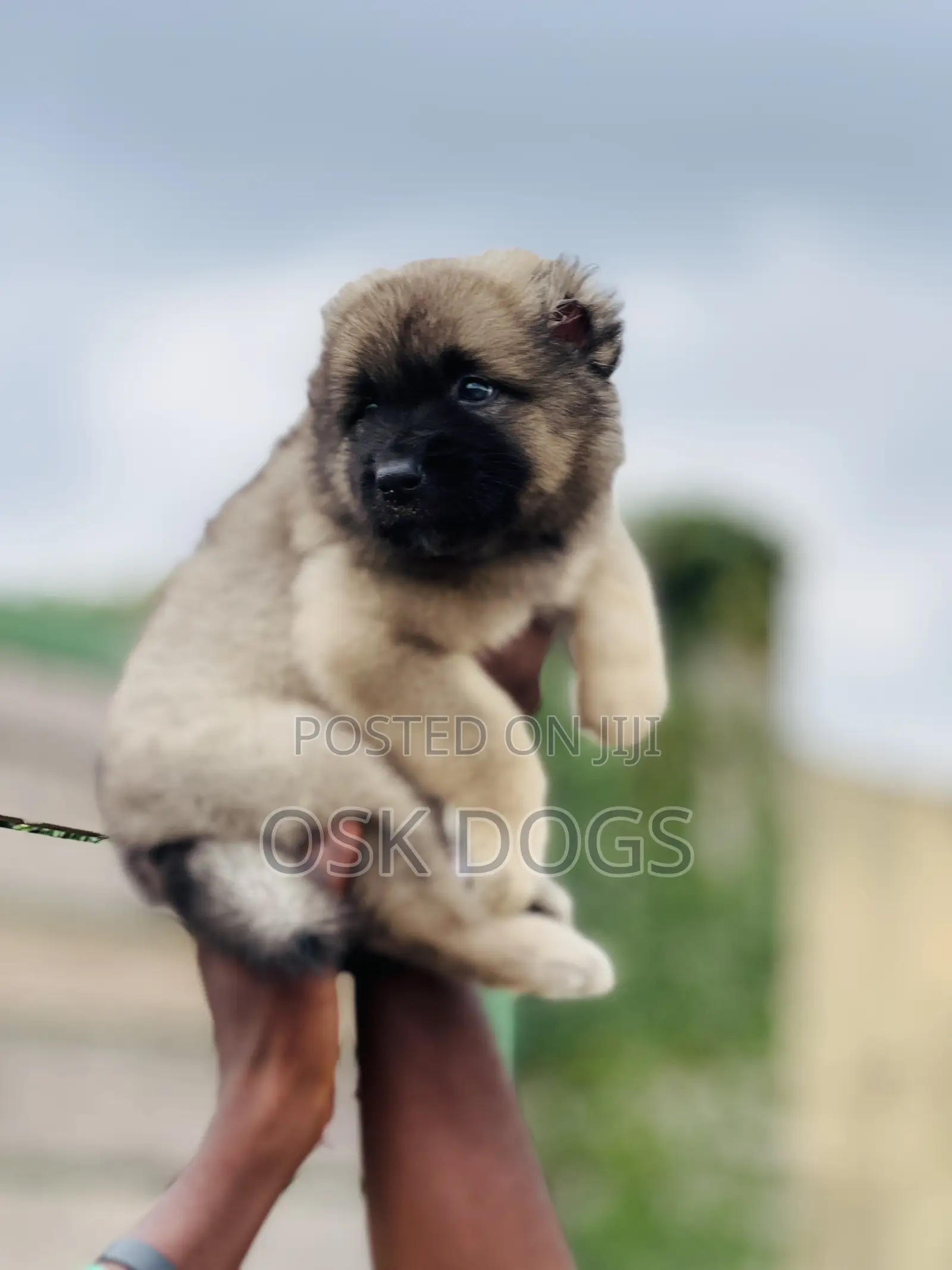 1-3 months Female Purebred Caucasian Shepherd