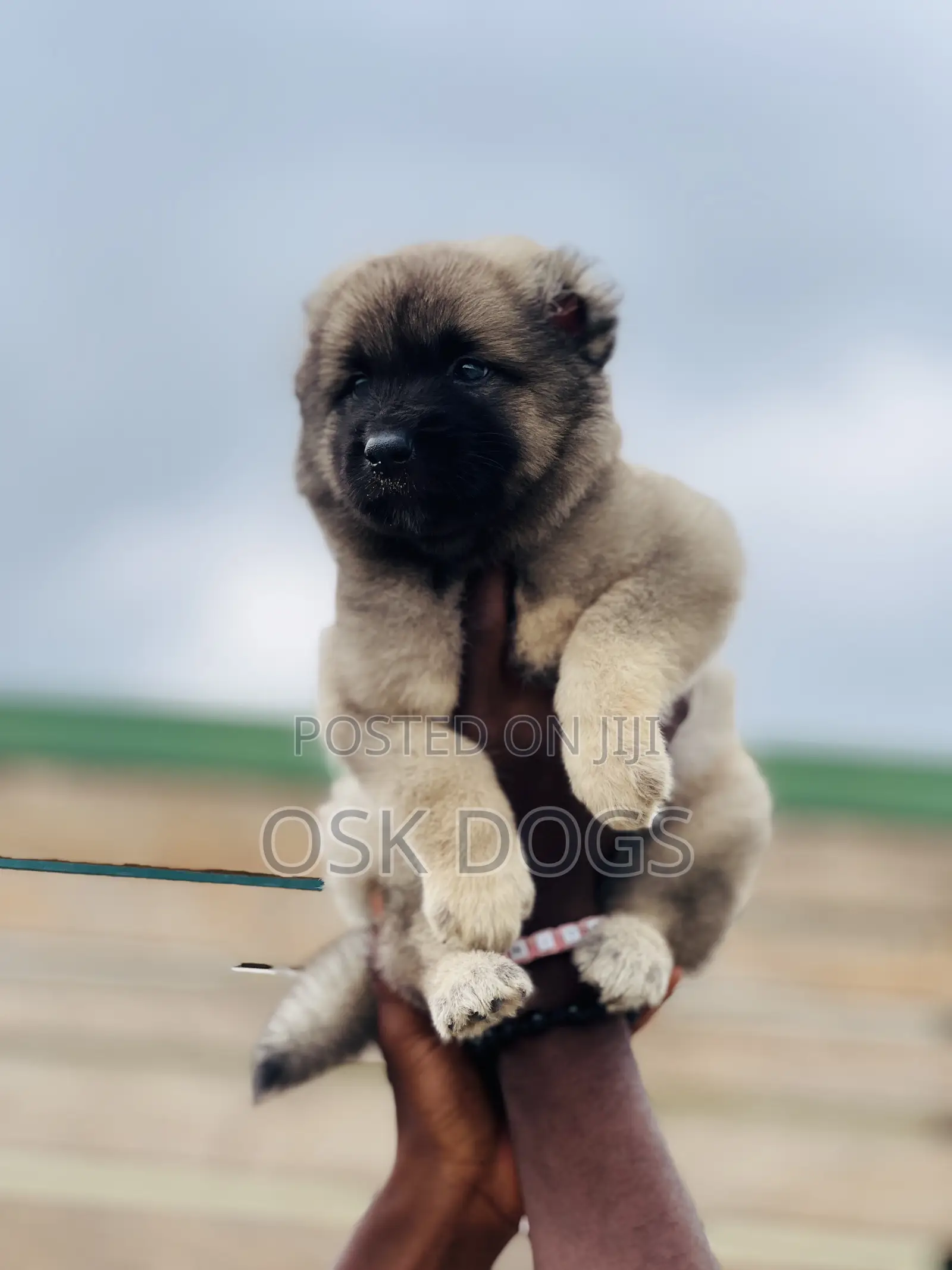 1-3 months Female Purebred Caucasian Shepherd