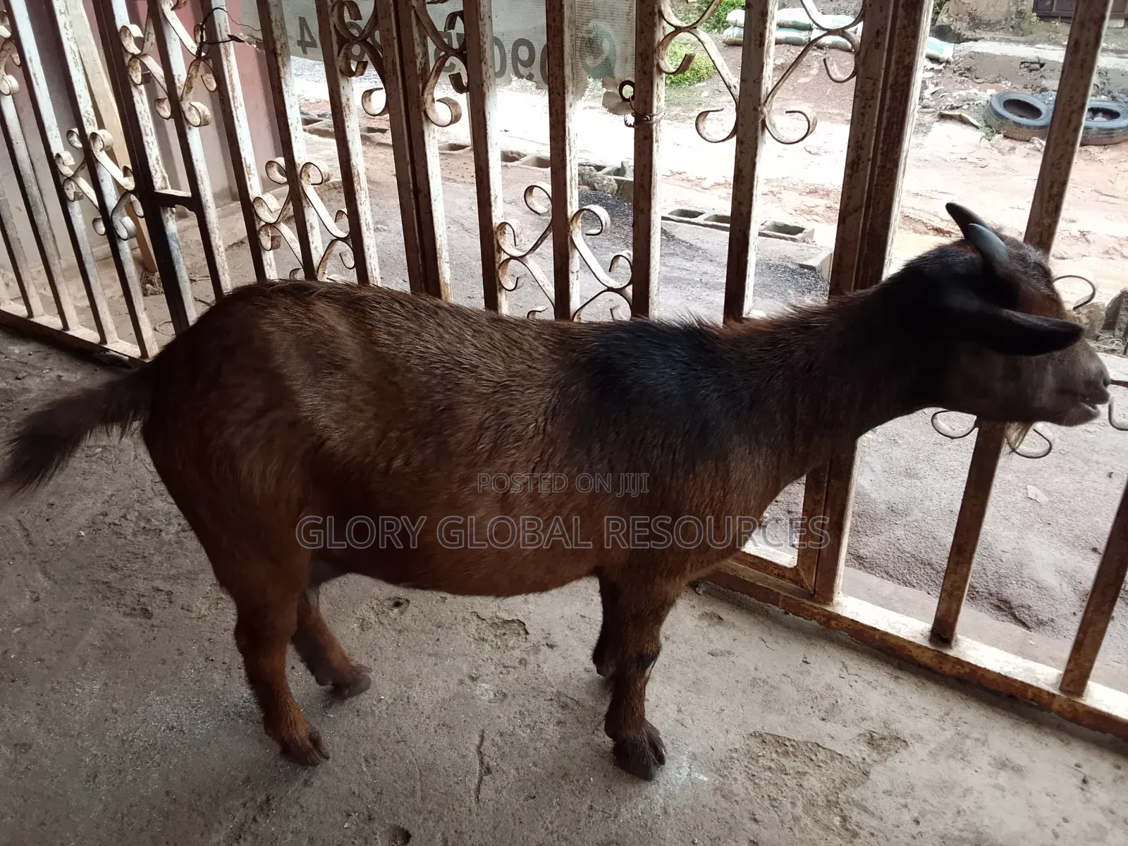 Matured Female Goat