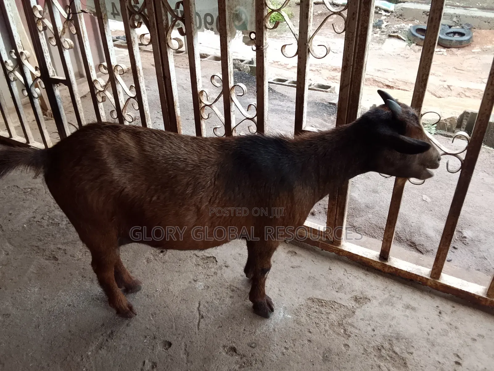 Matured Female Goat