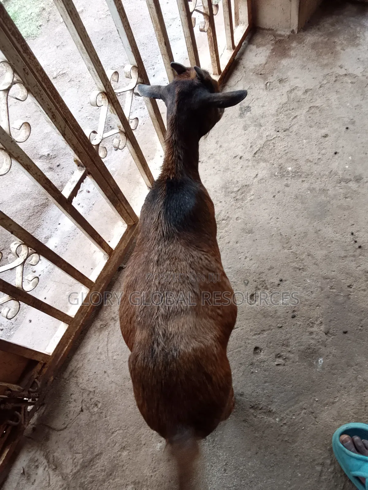 Matured Female Goat