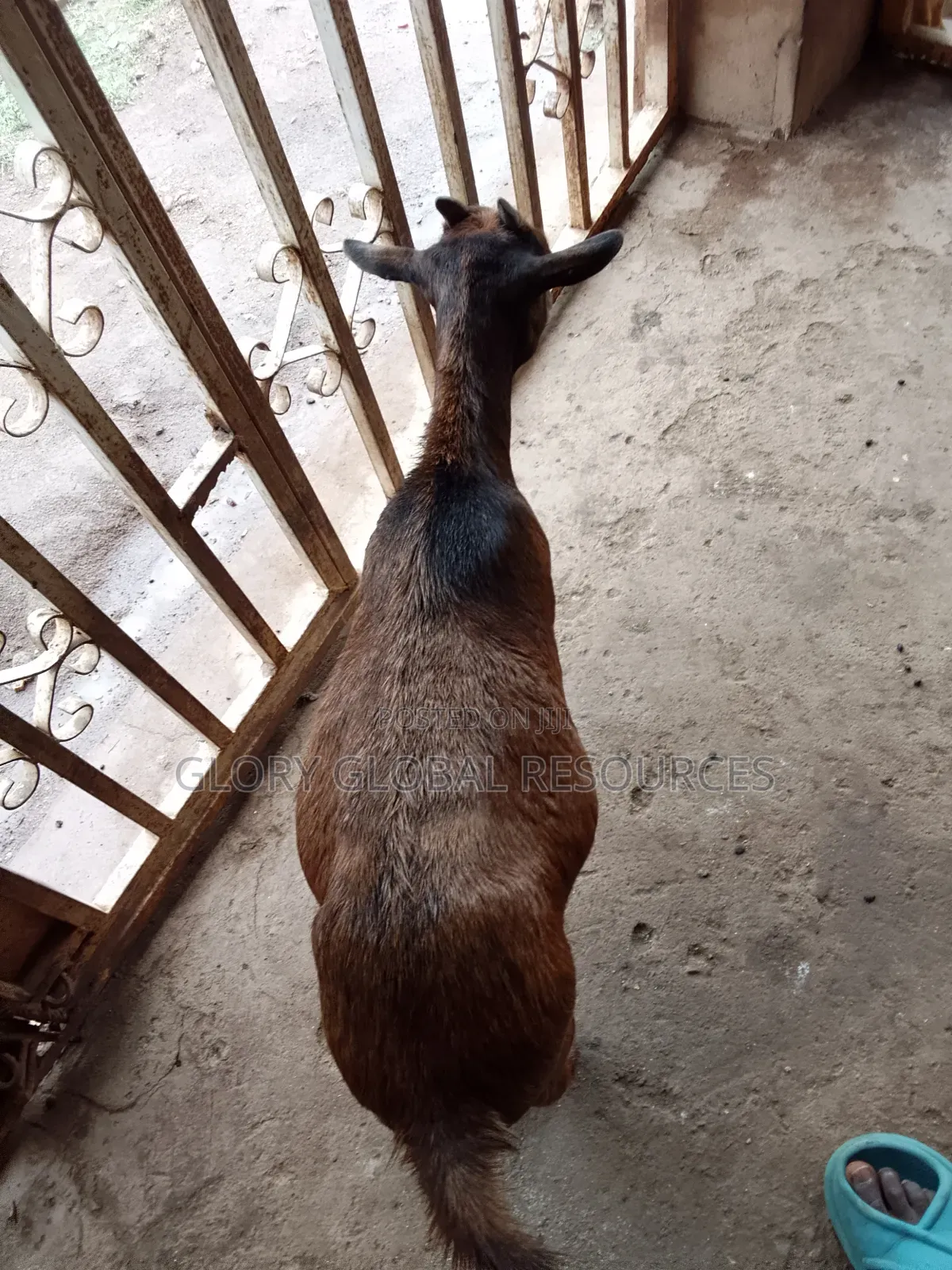Matured Female Goat
