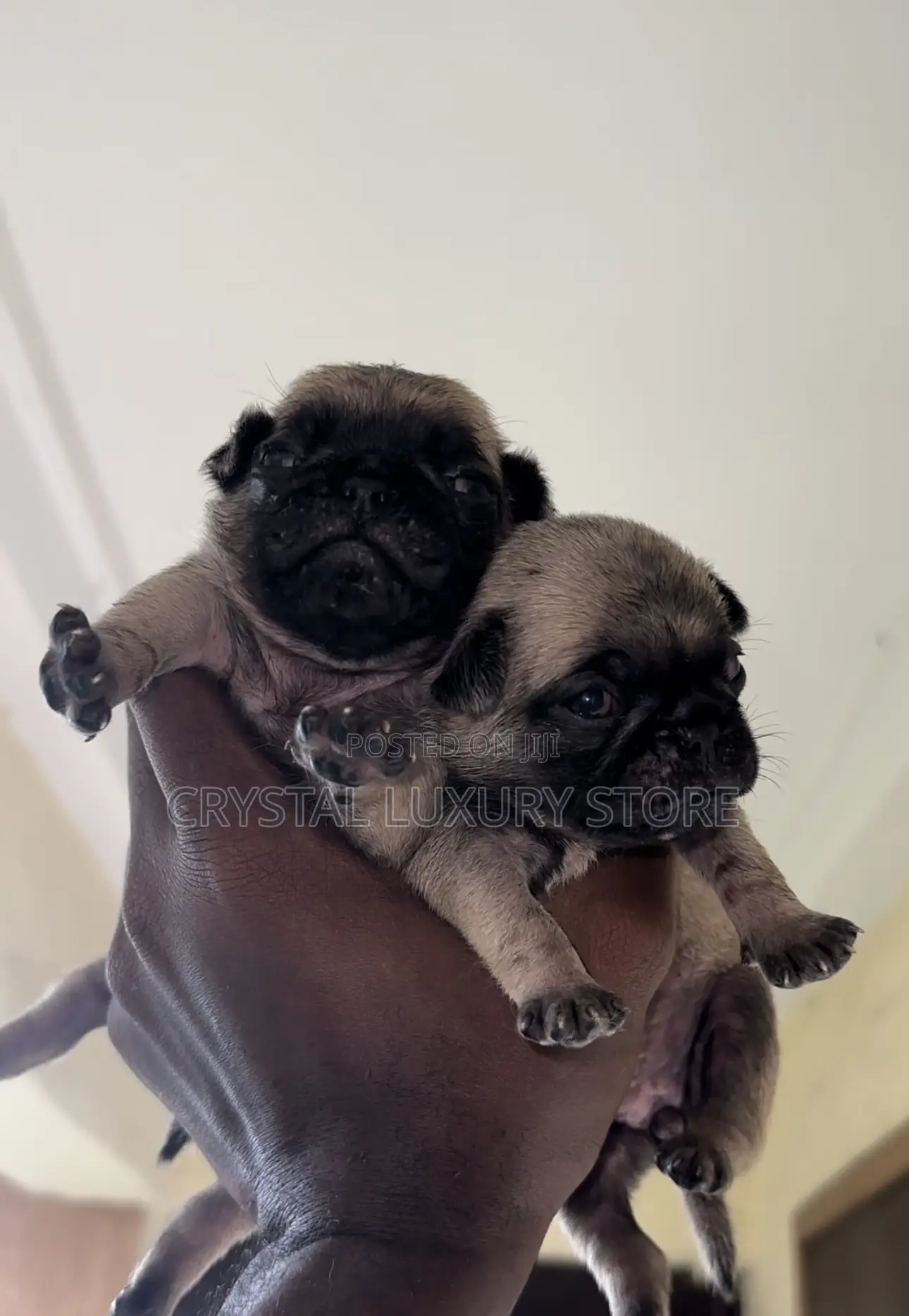 0-1 month Male Purebred Pug