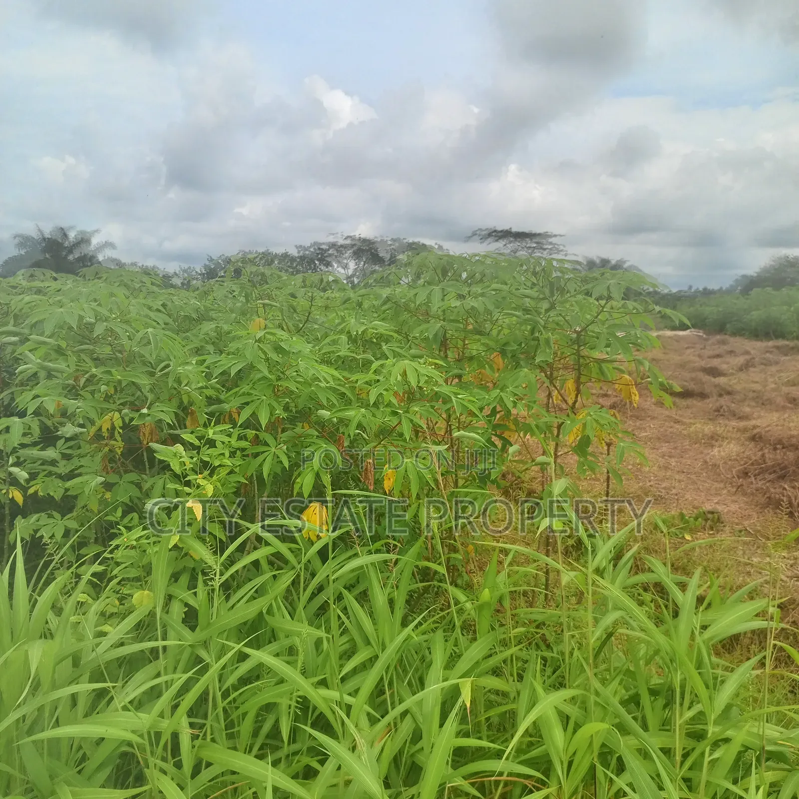 Waterfront Plots of Land for Sale