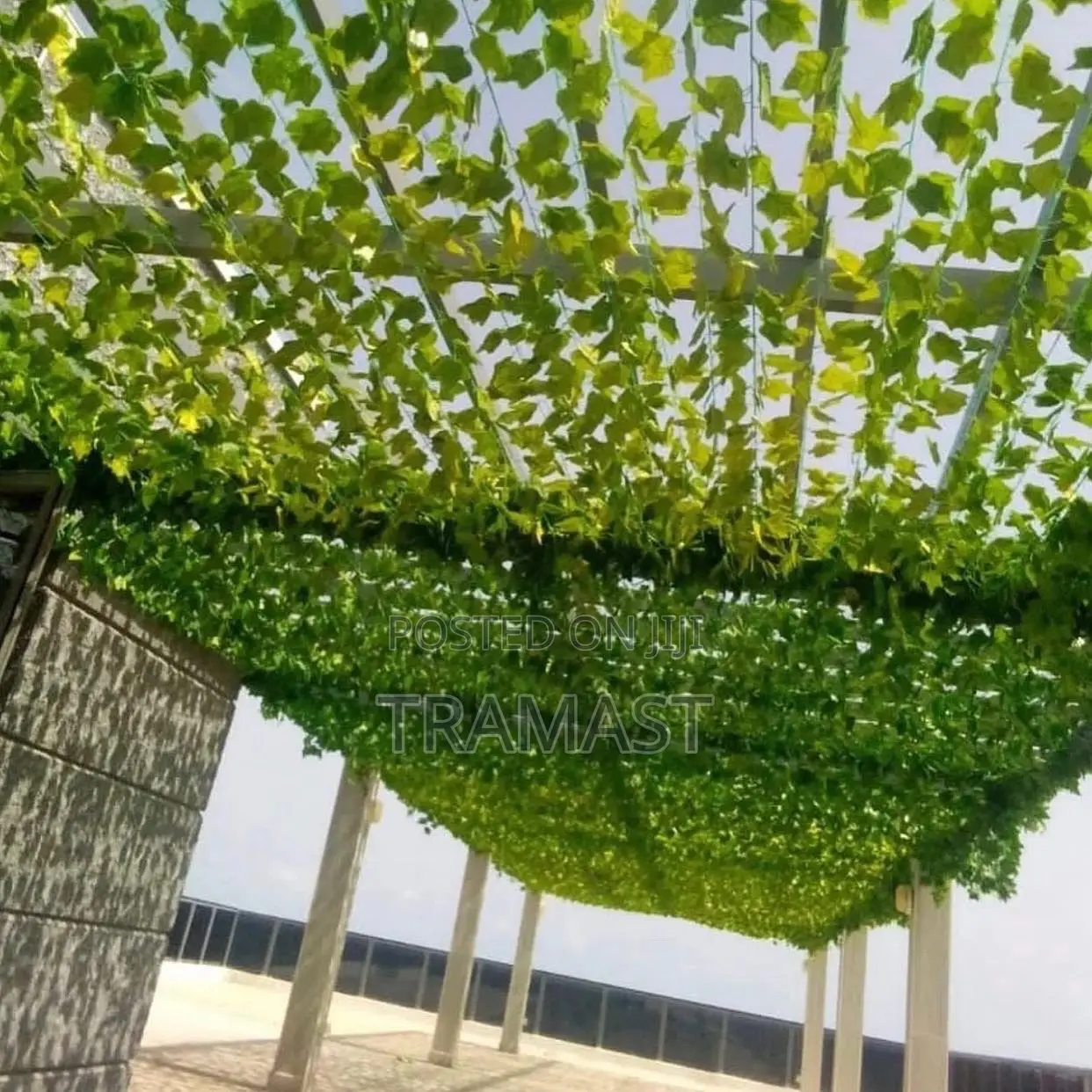 Creeping Plant for Home and Event Decoration