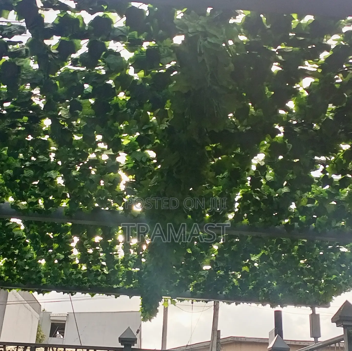 Creeping Plant for Home and Event Decoration