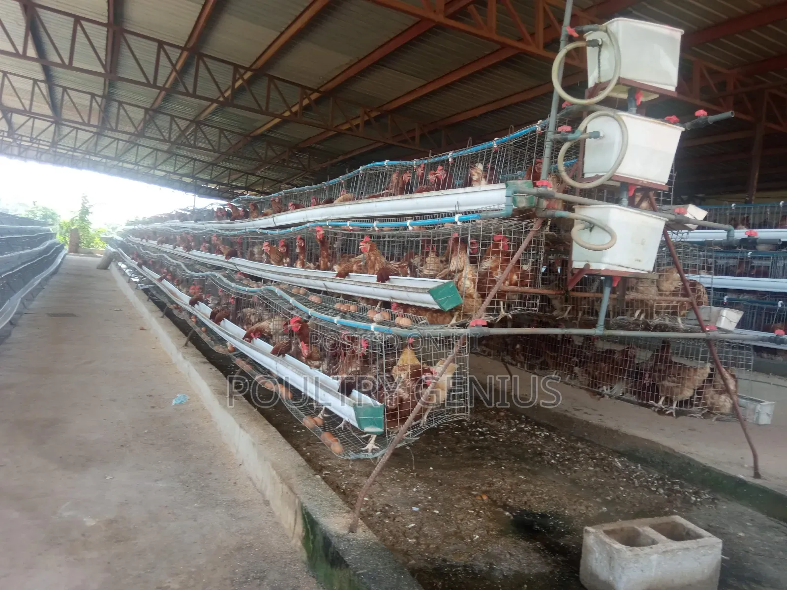 Local Cage