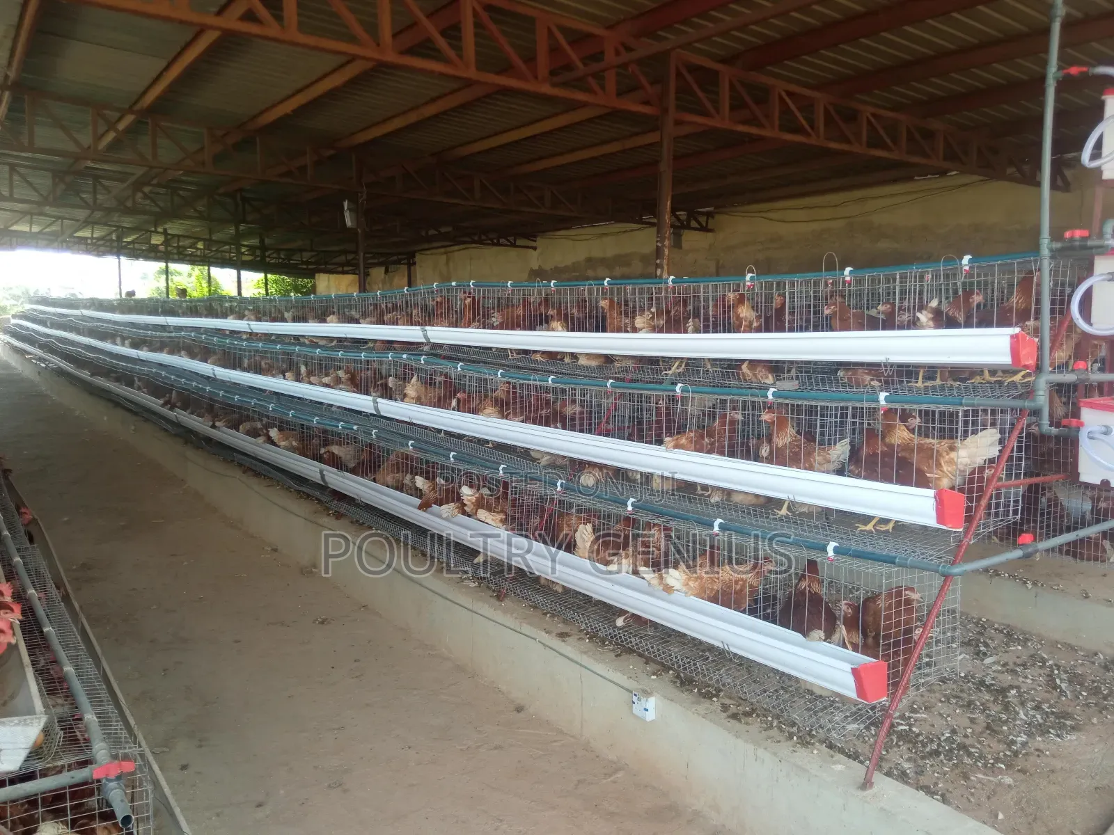 Local Cage