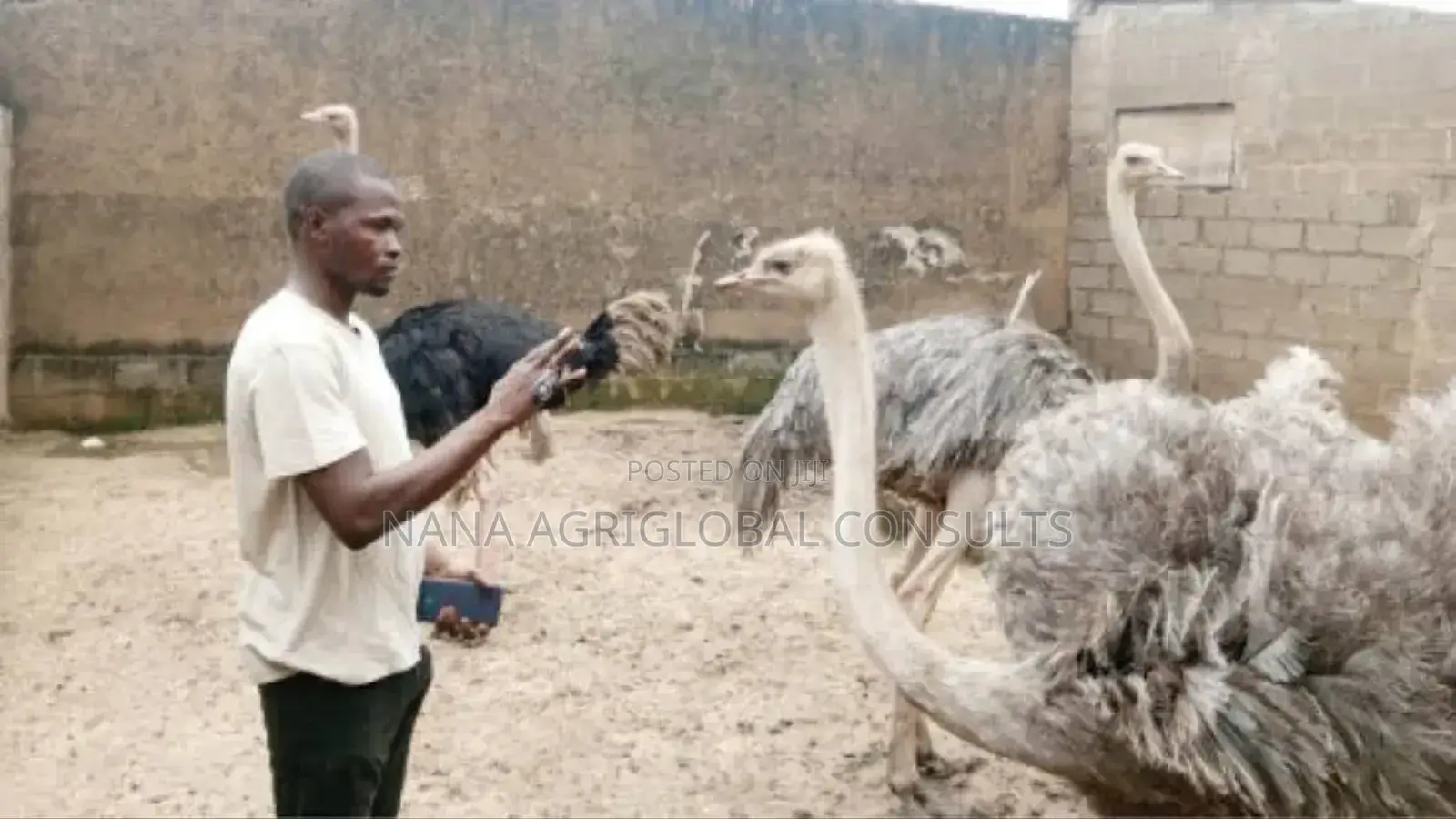 Normal and Chinese Geese (Foreign)