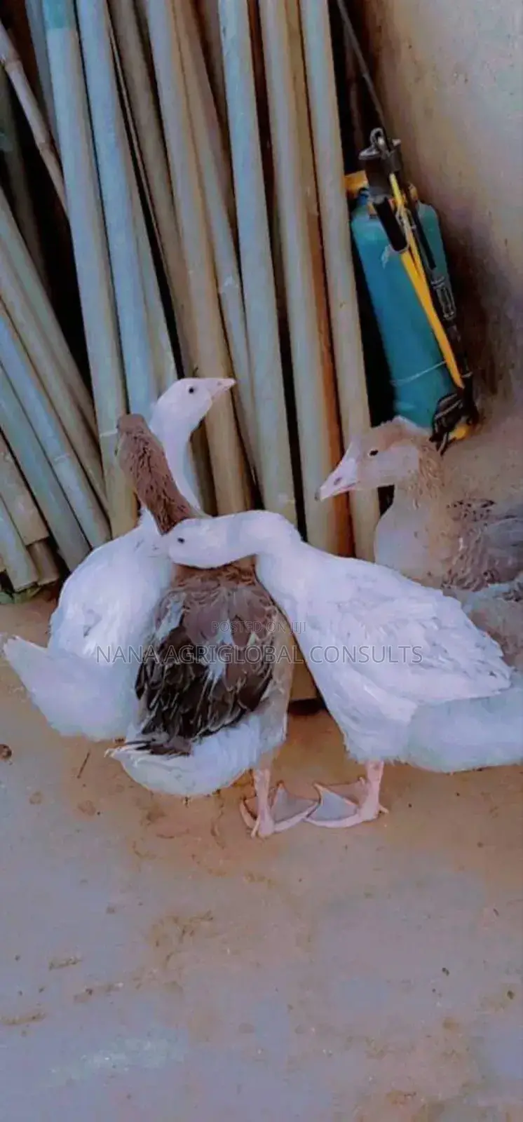 Normal and Chinese Geese (Foreign)