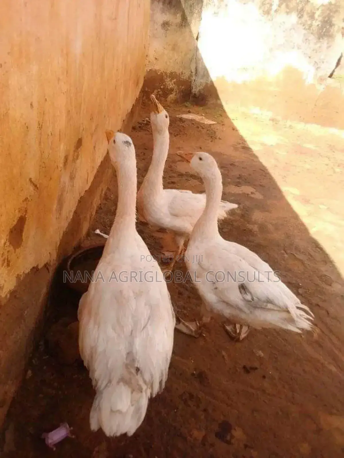 Normal and Chinese Geese (Foreign)