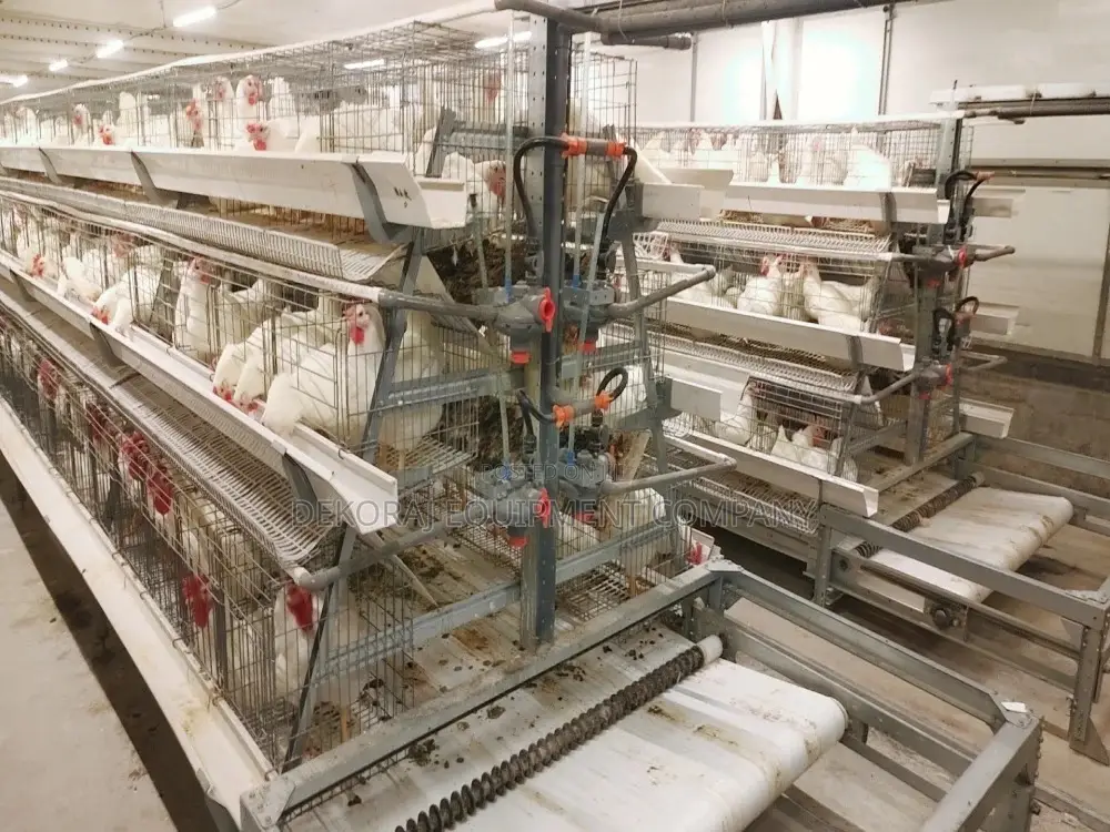 A Type Complete Automated Layer Cage With Ppe Belt