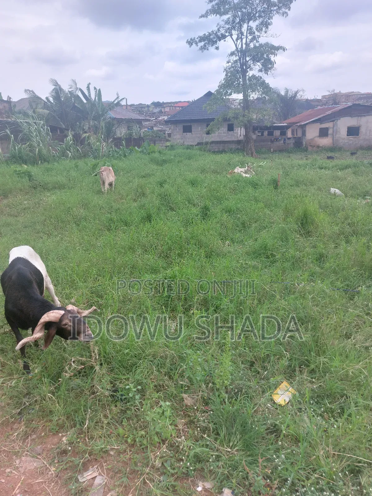 Plots of Land Measuring 600 SQM in Ifo Coker Ogun State
