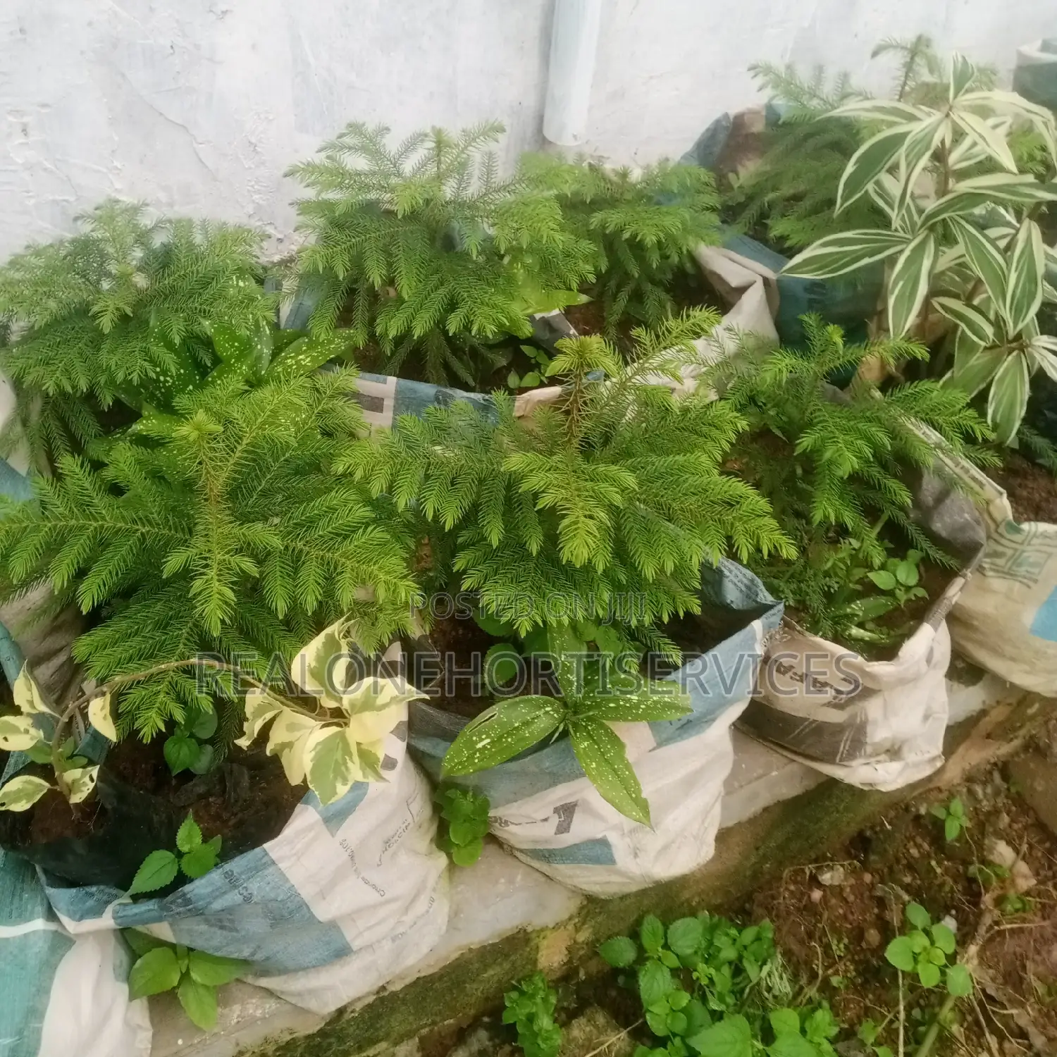 Lawn Establishment Services and Flower Nursery