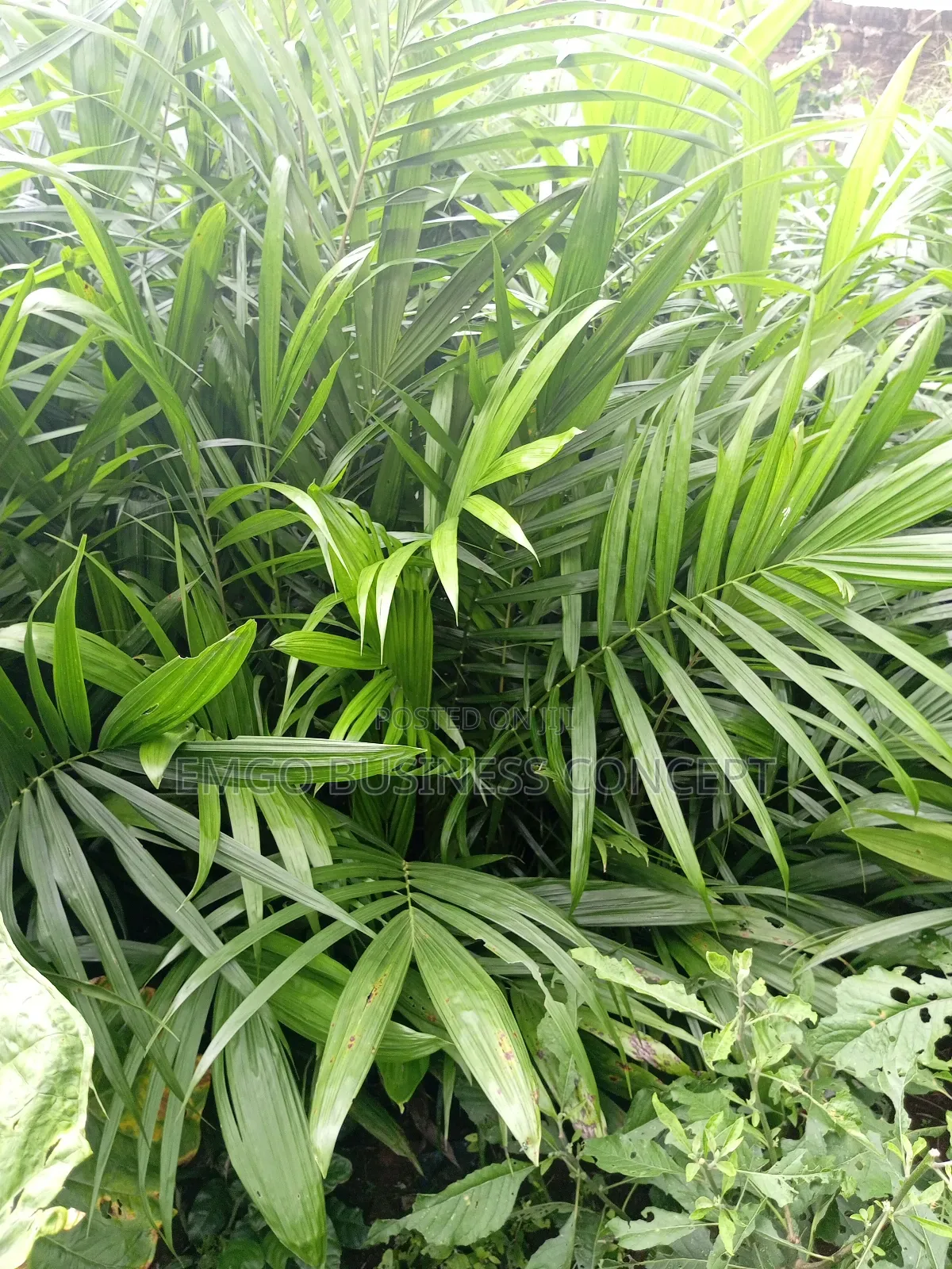 Matured Hybrid Tenera Palm Seedlings