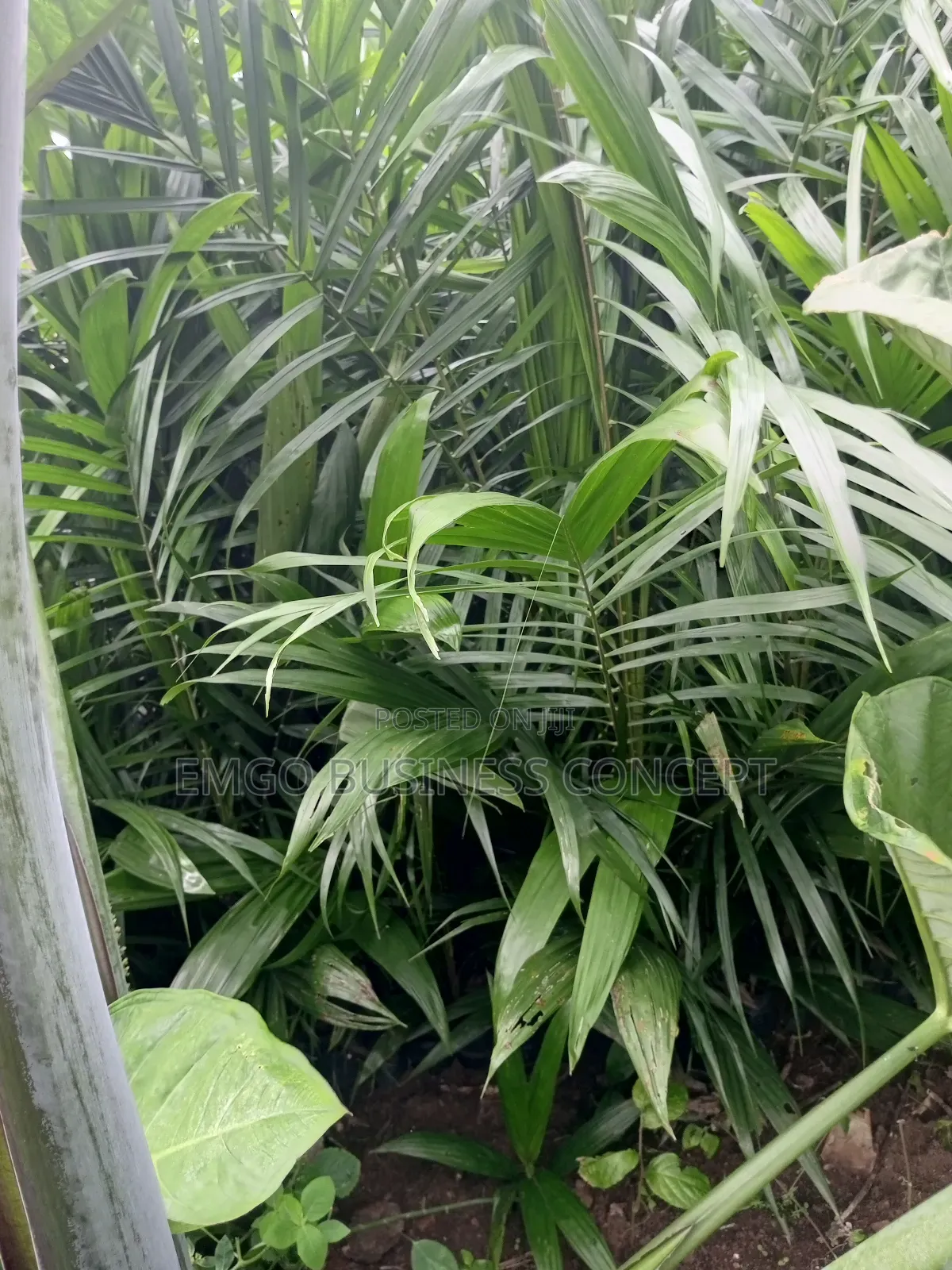 Matured Hybrid Tenera Palm Seedlings