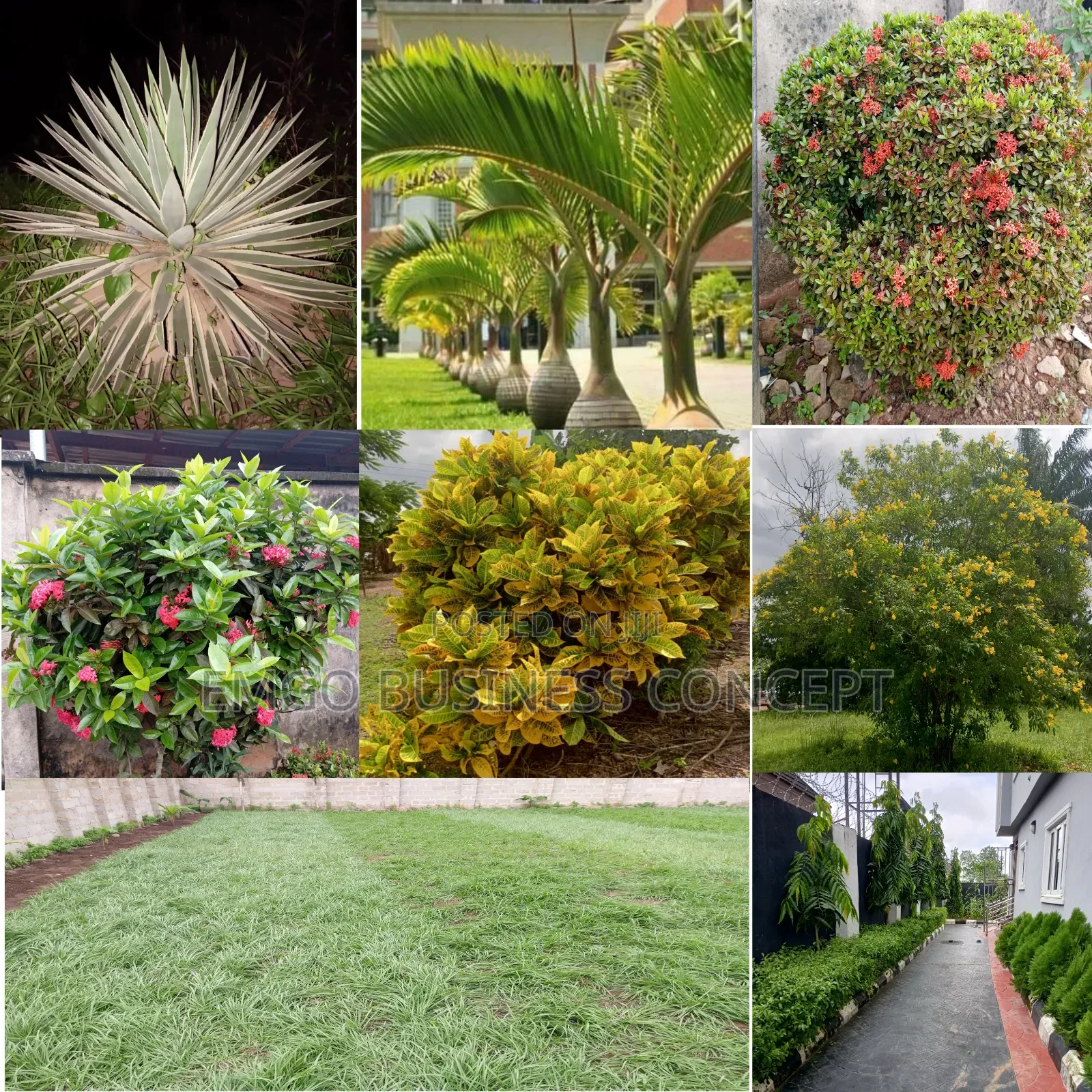 Garden and Lawn Services