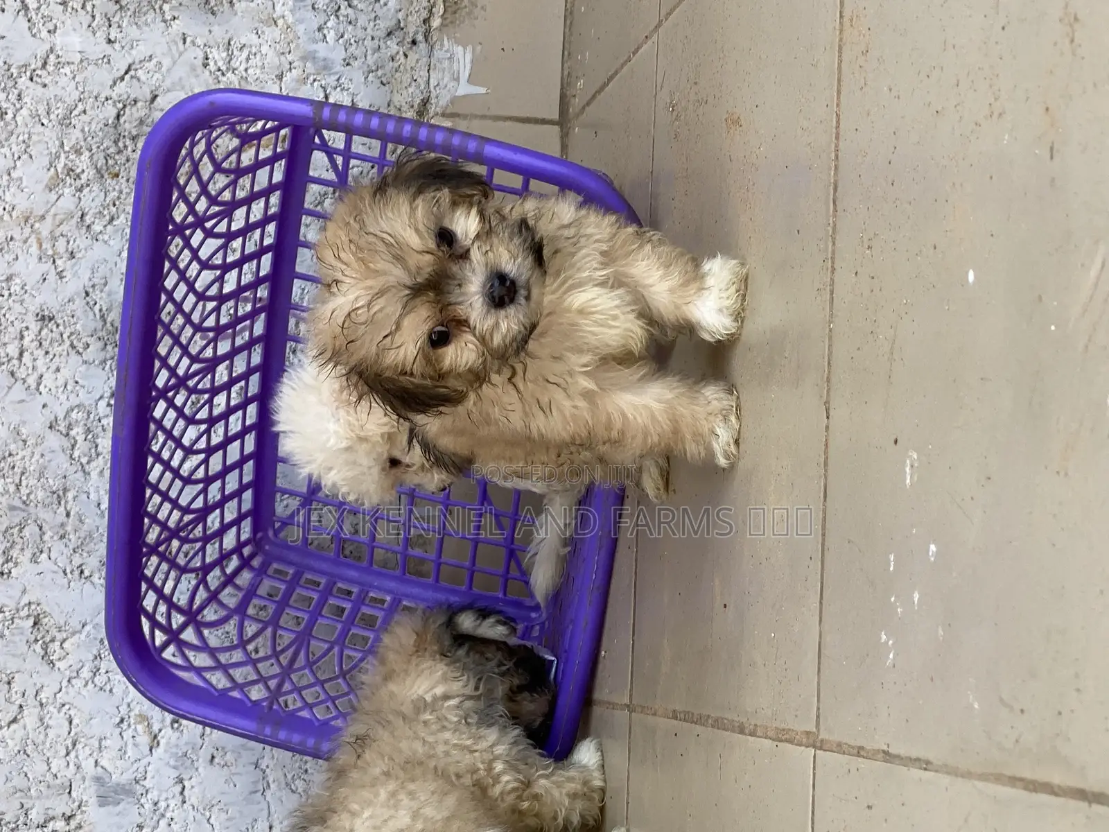 1-3 months Male Purebred Lhasa Apso