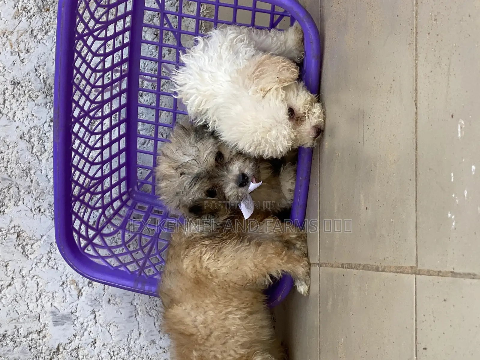1-3 months Male Purebred Lhasa Apso