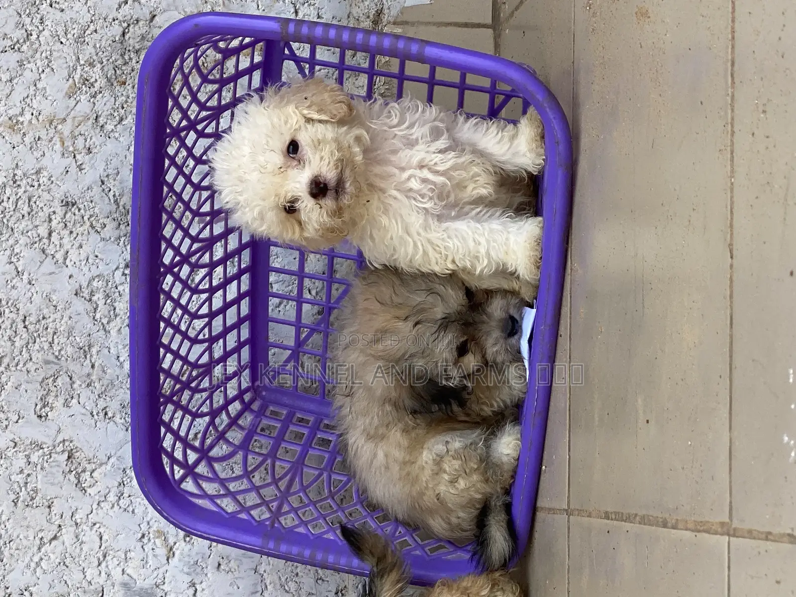 1-3 months Male Purebred Lhasa Apso