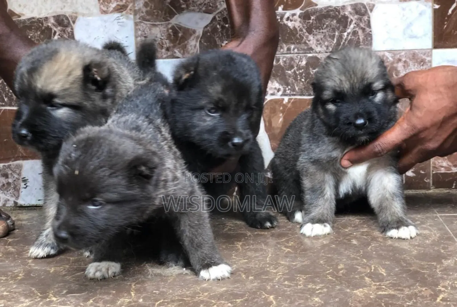 1-3 months Male Purebred Caucasian Shepherd