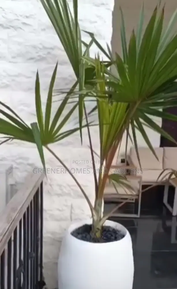 Concrete Pots/Planters