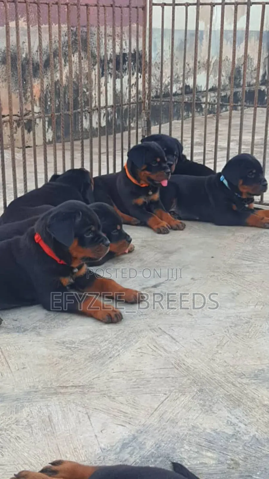 1-3 months Male Purebred Rottweiler