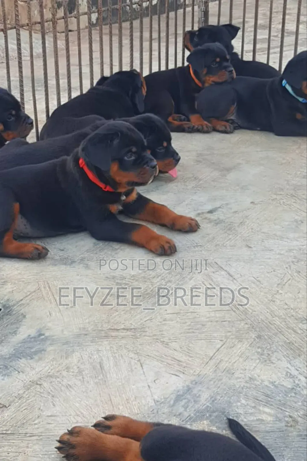 1-3 months Male Purebred Rottweiler