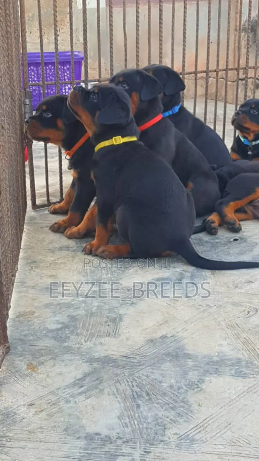 1-3 months Male Purebred Rottweiler