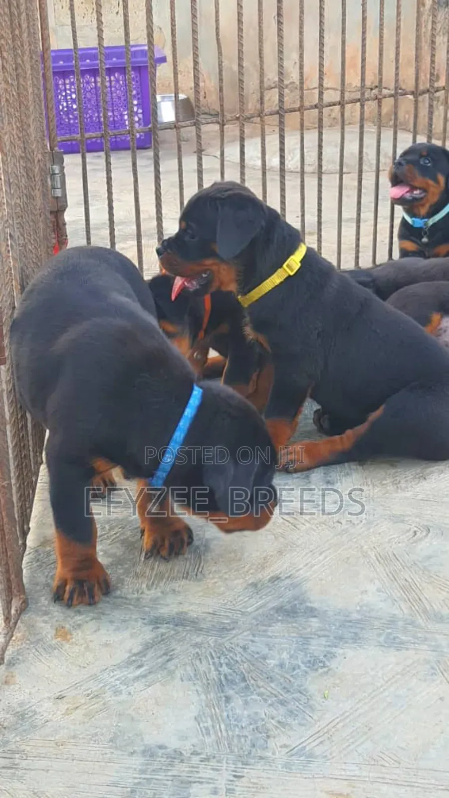 1-3 months Male Purebred Rottweiler
