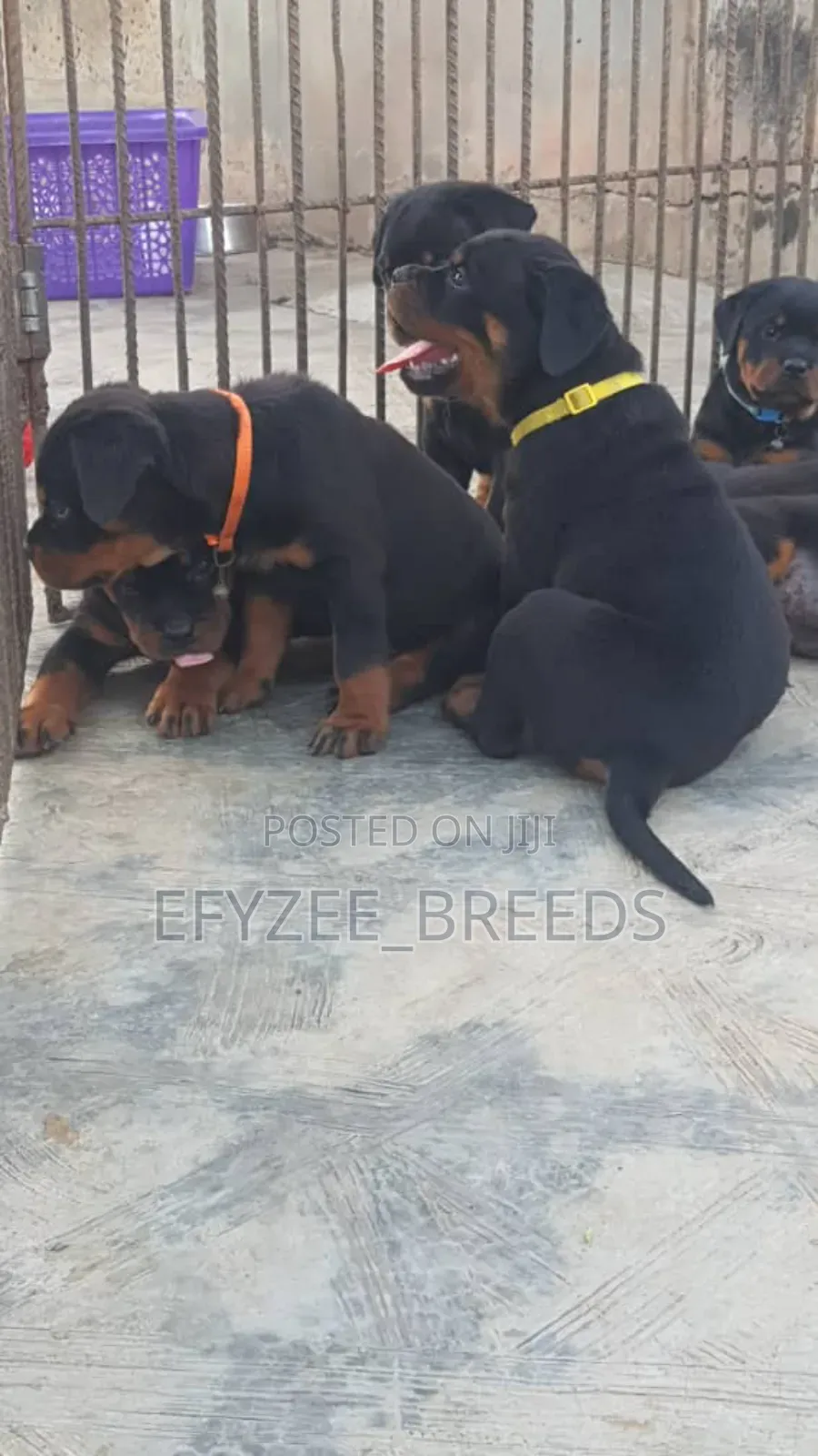 1-3 months Male Purebred Rottweiler