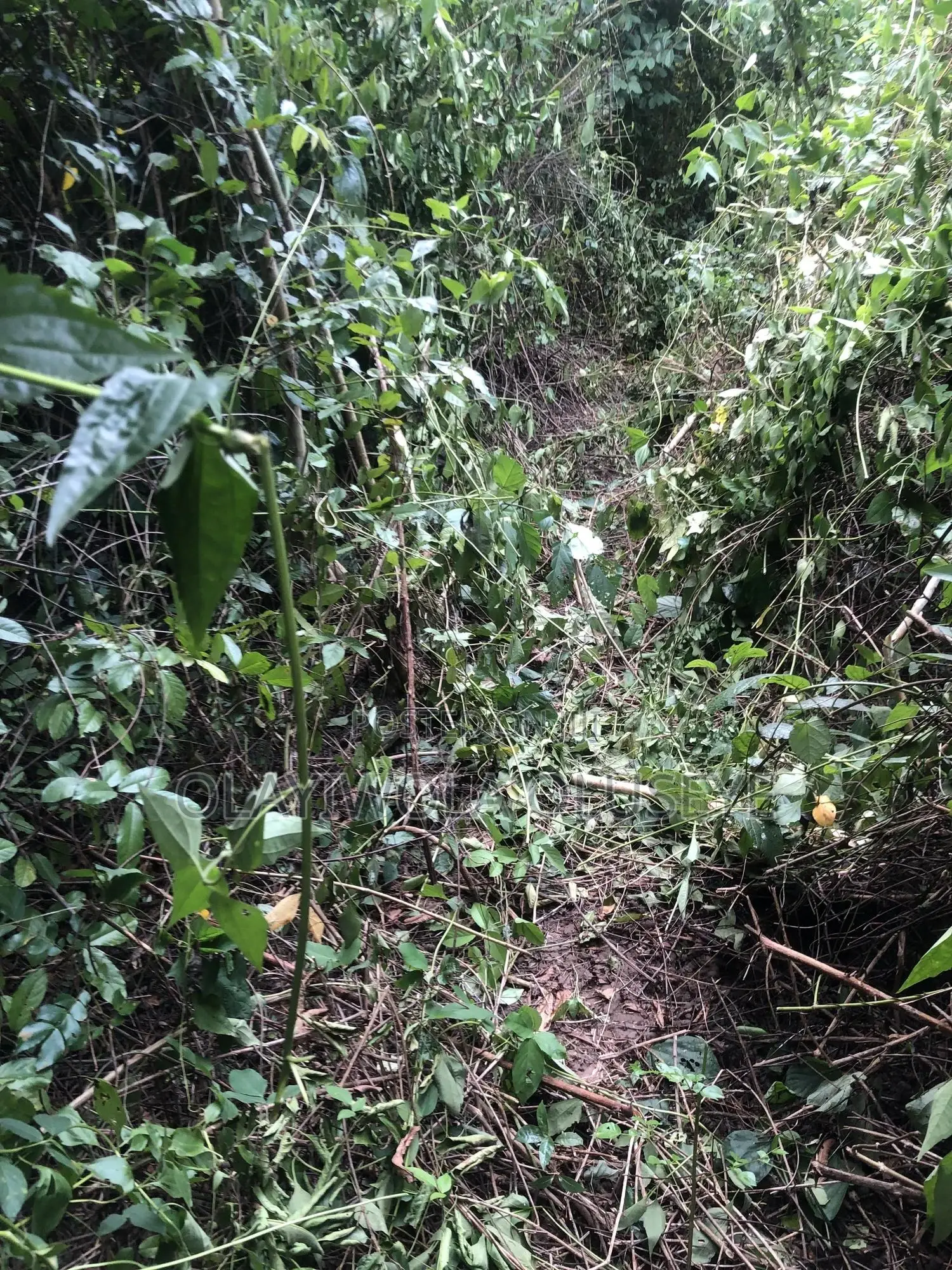 Agriculture Farmland in Ogun State , Nigeria for Sale
