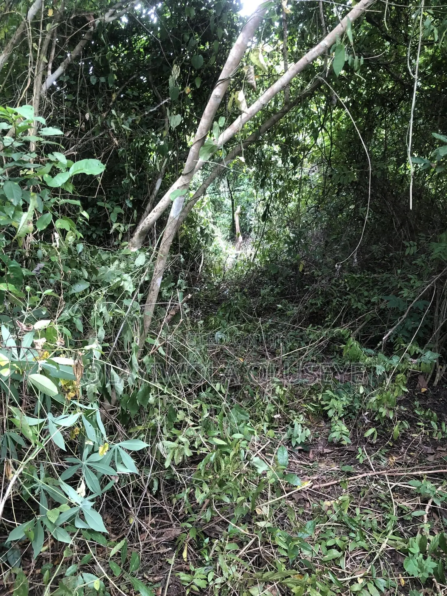 Agriculture Farmland in Ogun State , Nigeria for Sale