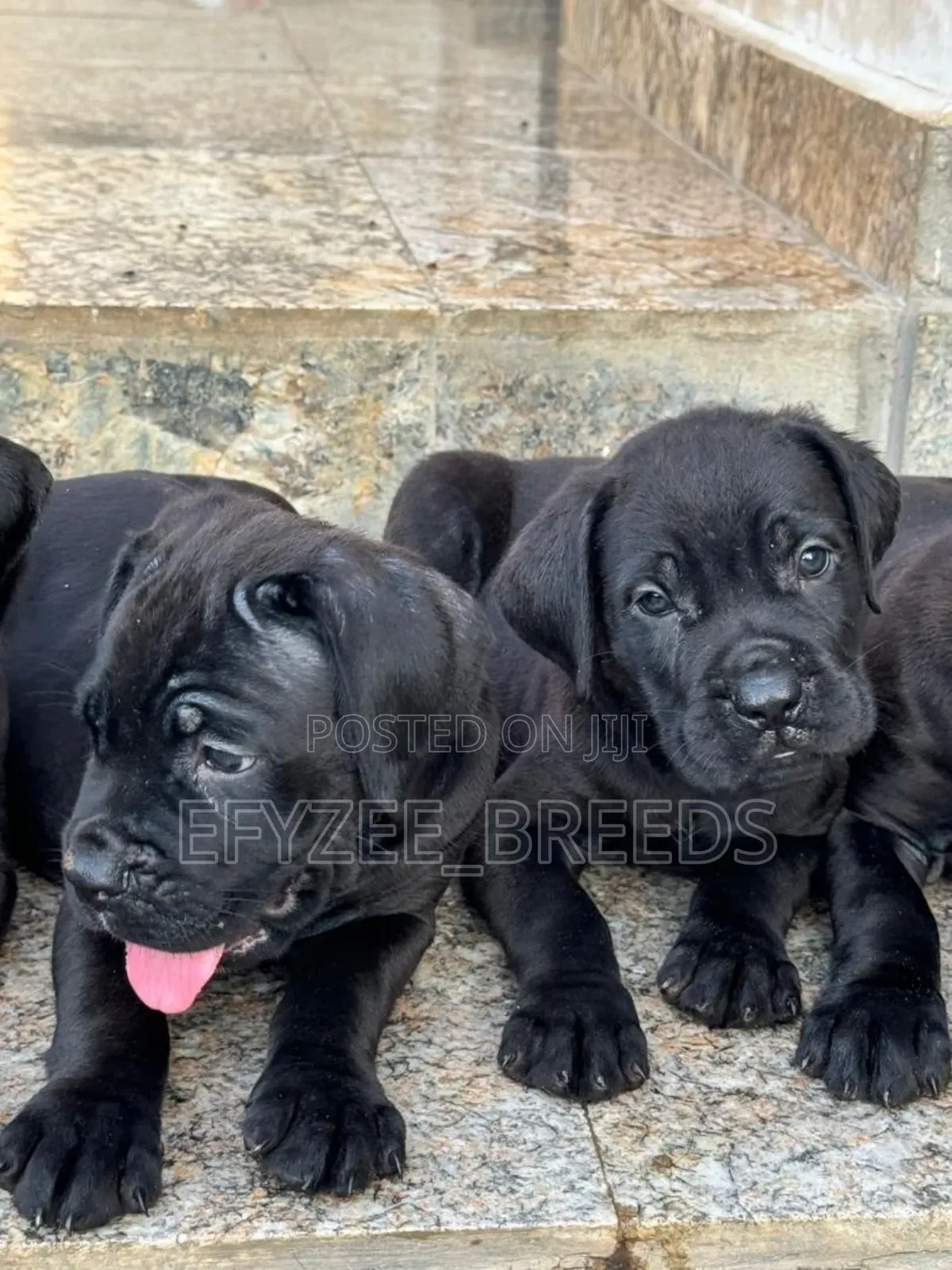 1-3 months Male Purebred Cane Corso