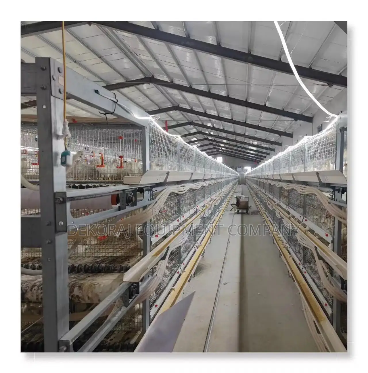 Fully Automated Chicken Cage Main Dealer in Nigeria