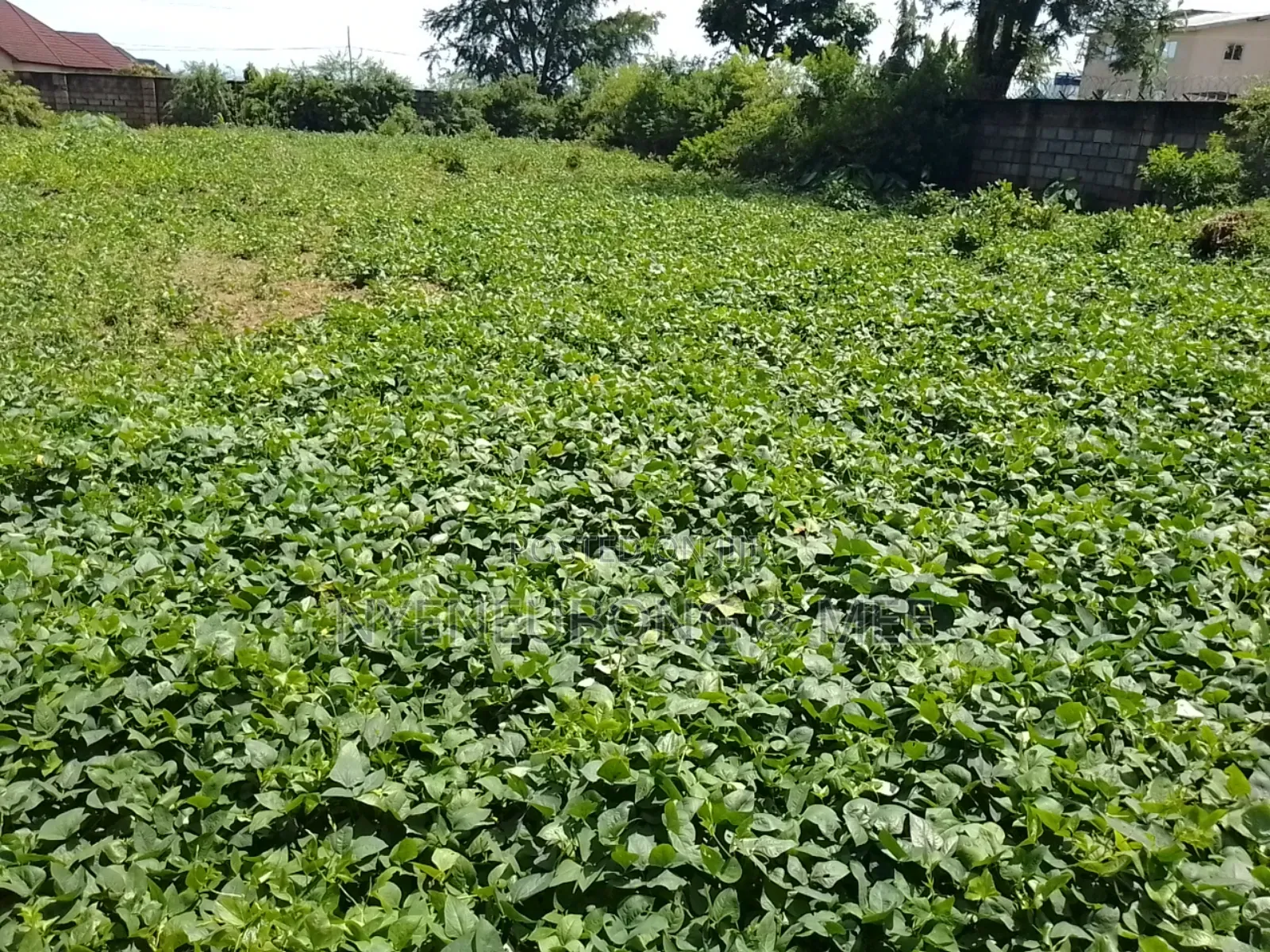 2000sqm. Land for Sale